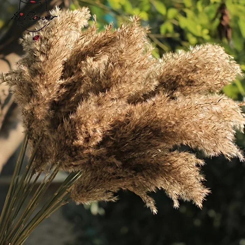 15pcs Pampas Grass Dried Flowers Bouquet Boho Home Vase Decoration Natural Phragmites Pampa Artifical Flower Wedding Party Decor